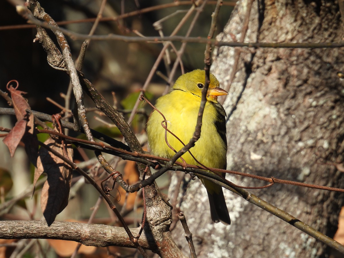 Western Tanager - Nancy T