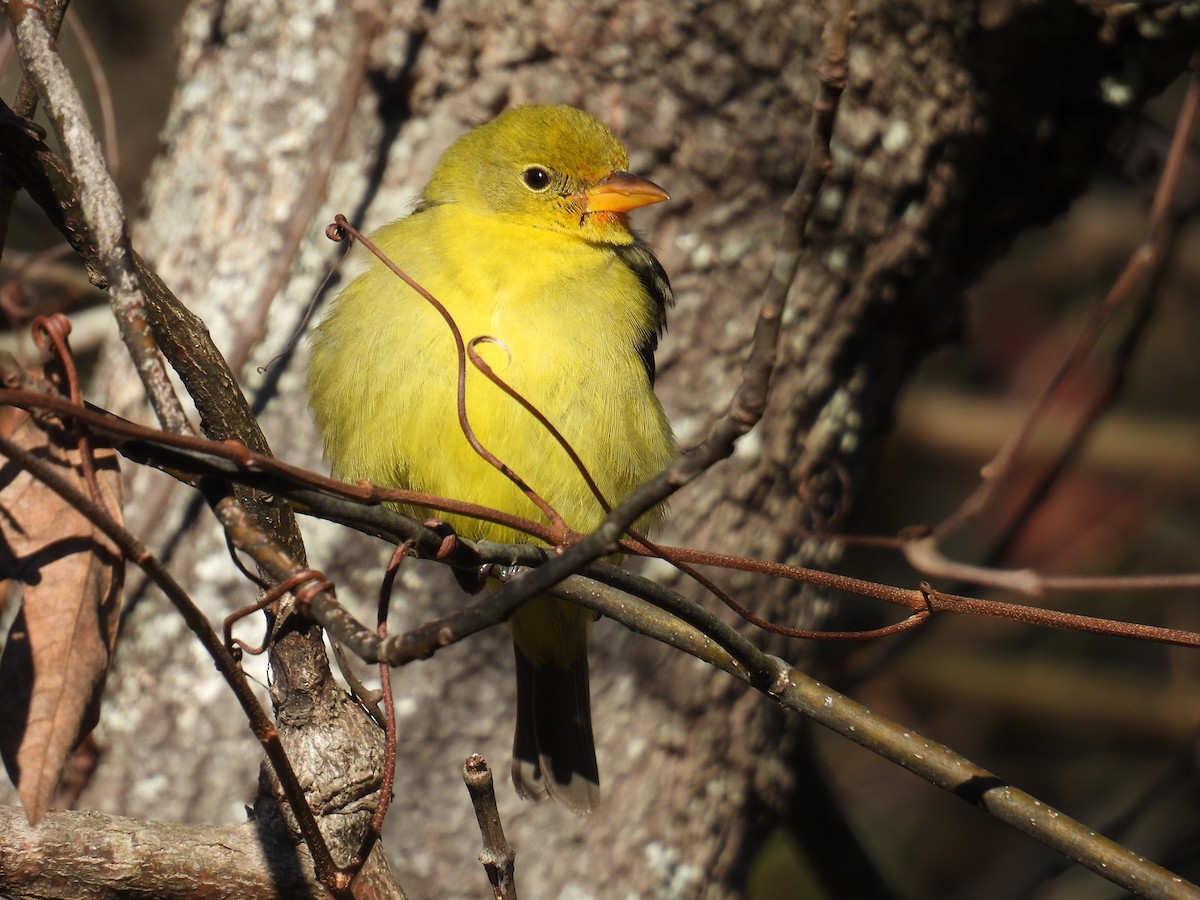 Western Tanager - ML628835332