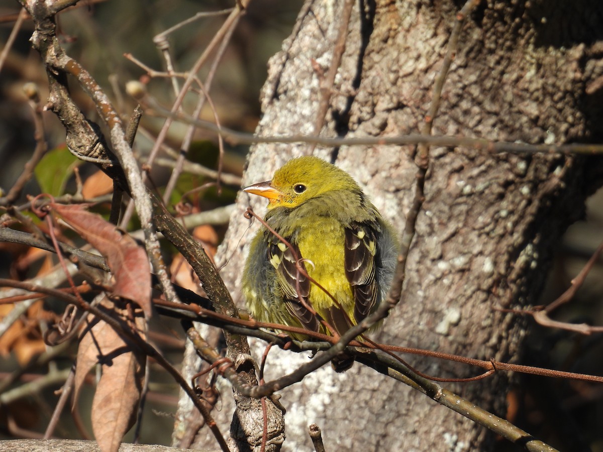 Western Tanager - ML628835333