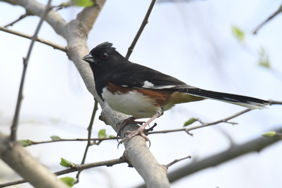 Eastern Towhee - ML628835364