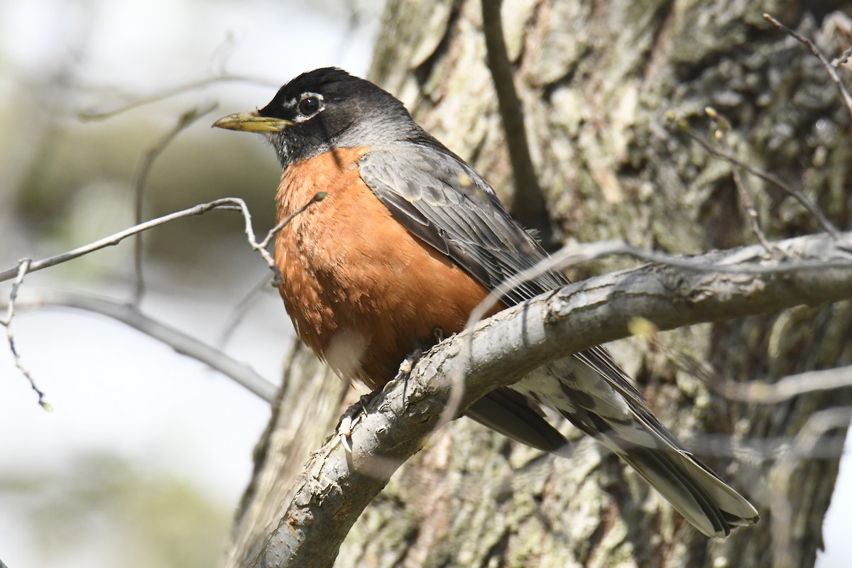 American Robin - ML628835386