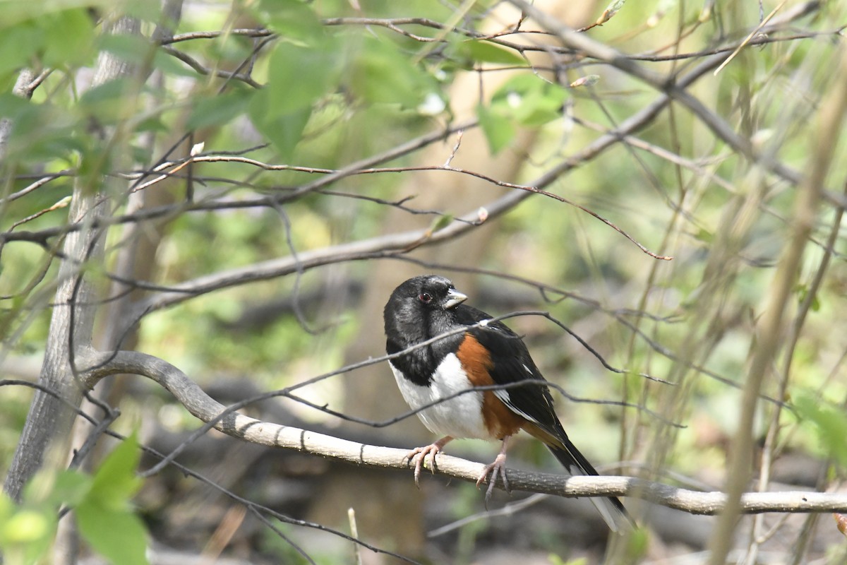 Eastern Towhee - ML628835405