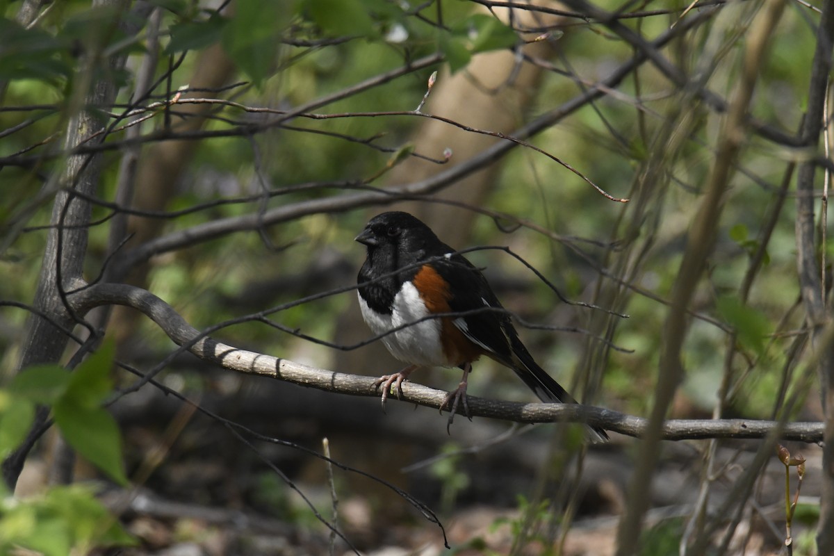 Eastern Towhee - ML628835410