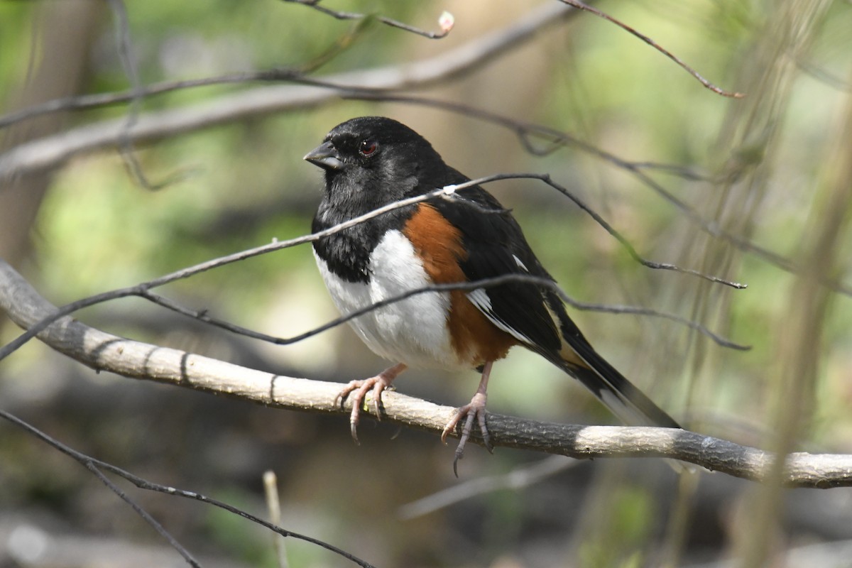 Eastern Towhee - ML628835425