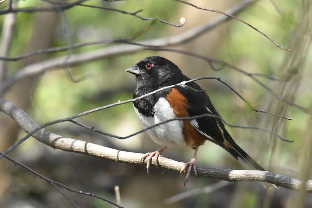 Eastern Towhee - ML628835427