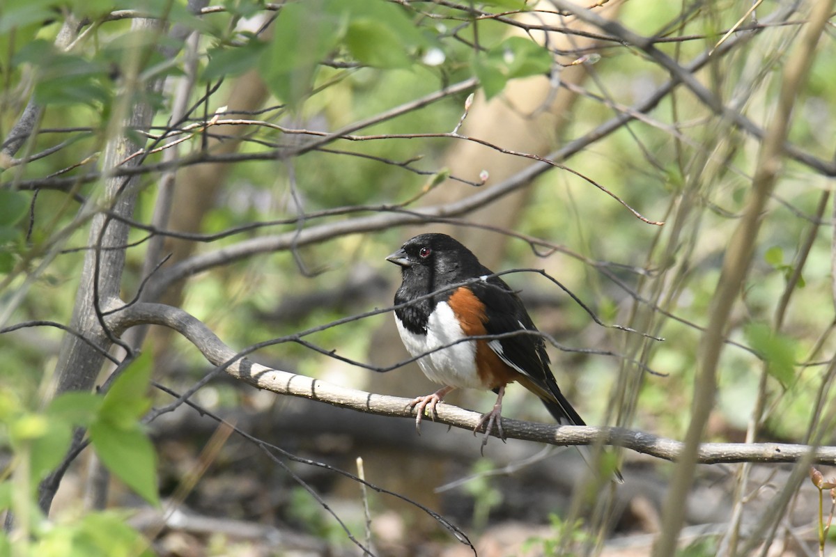 Eastern Towhee - ML628835429