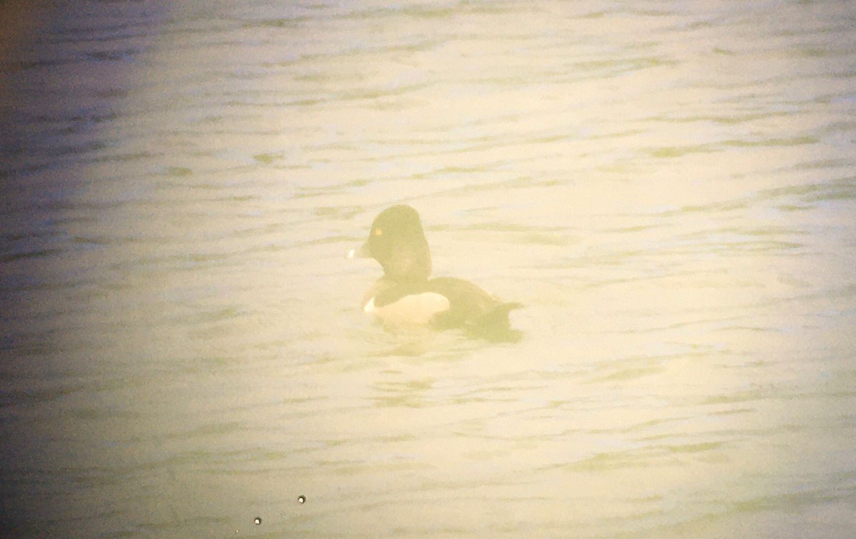 Ring-necked Duck - ML628835448