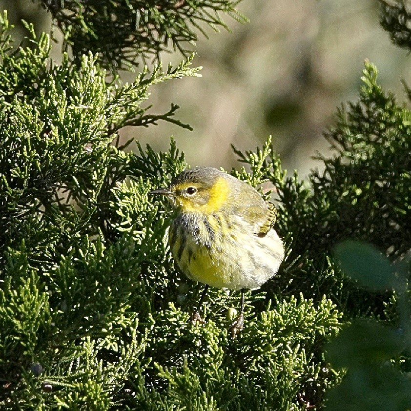 Cape May Warbler - ML628835451