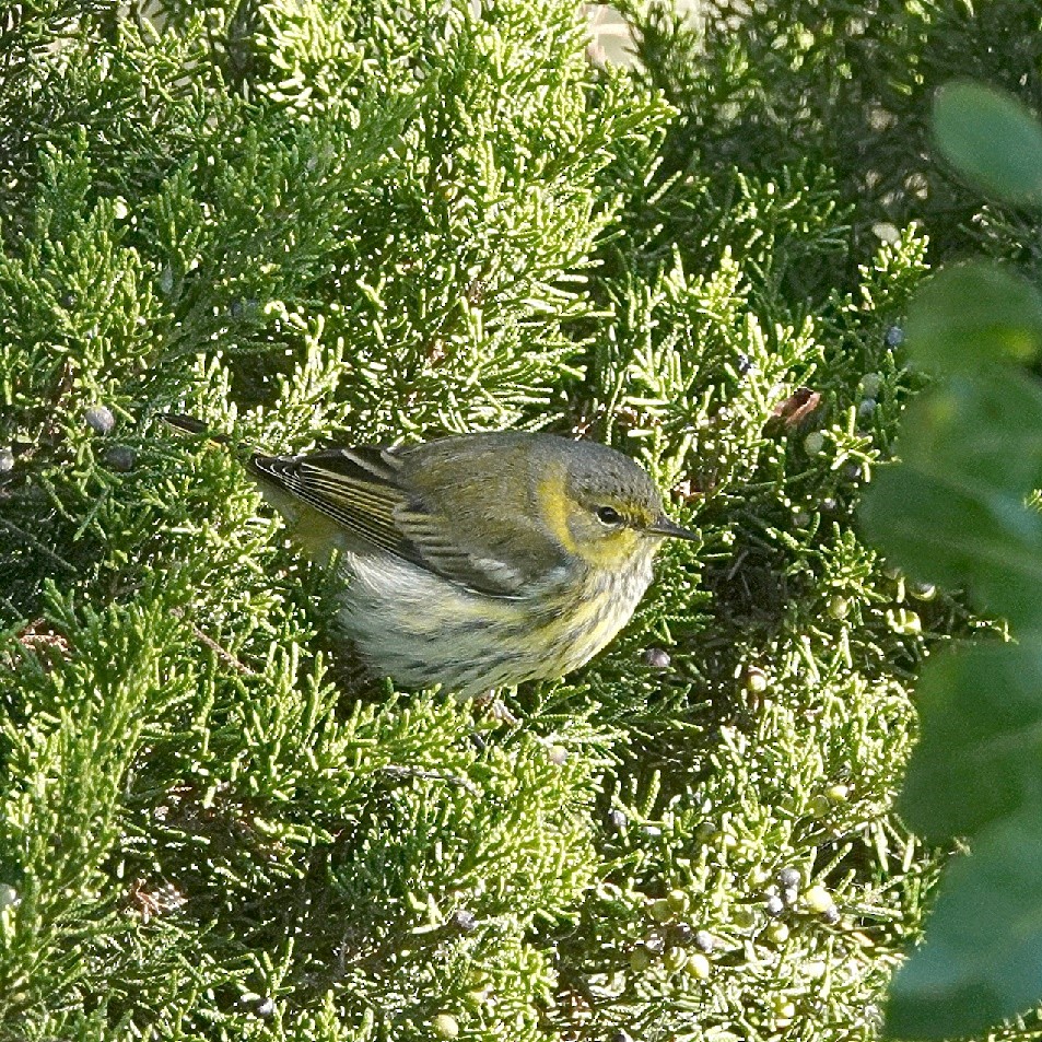 Cape May Warbler - ML628835452