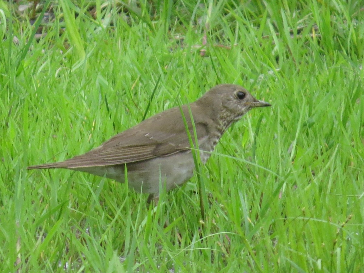 קיכלי אפור-לחי - ML628835479