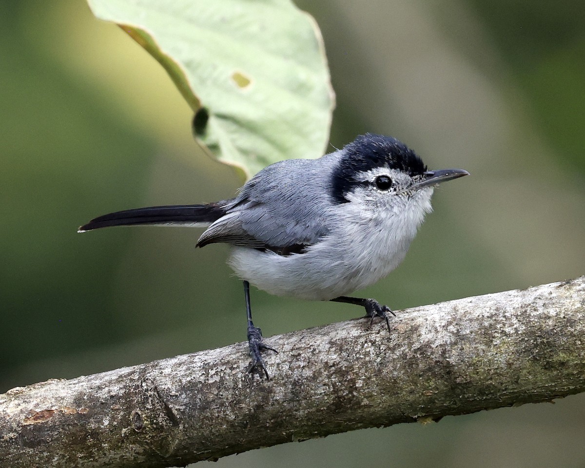 White-browed Gnatcatcher - ML628835487