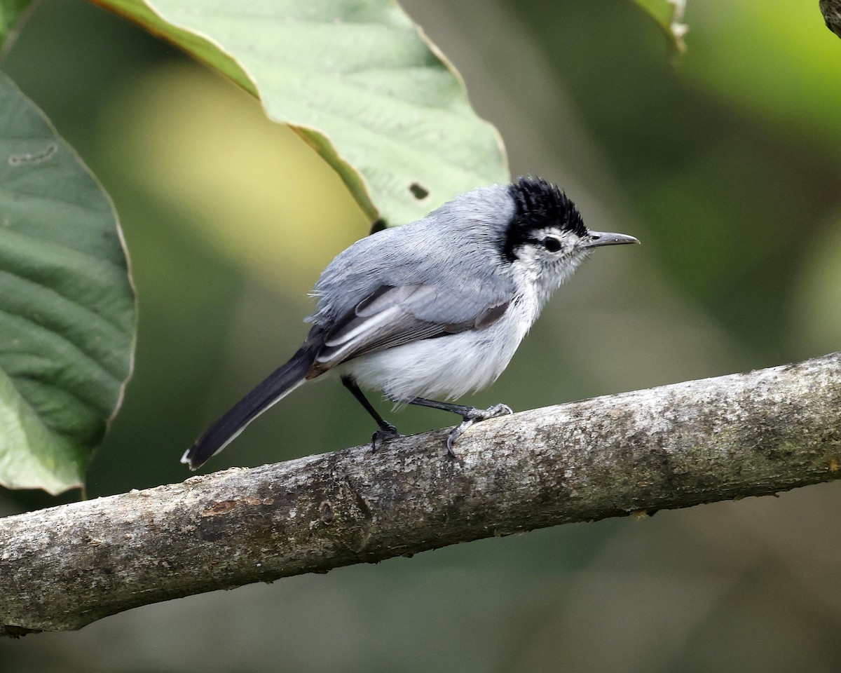 White-browed Gnatcatcher - ML628835736