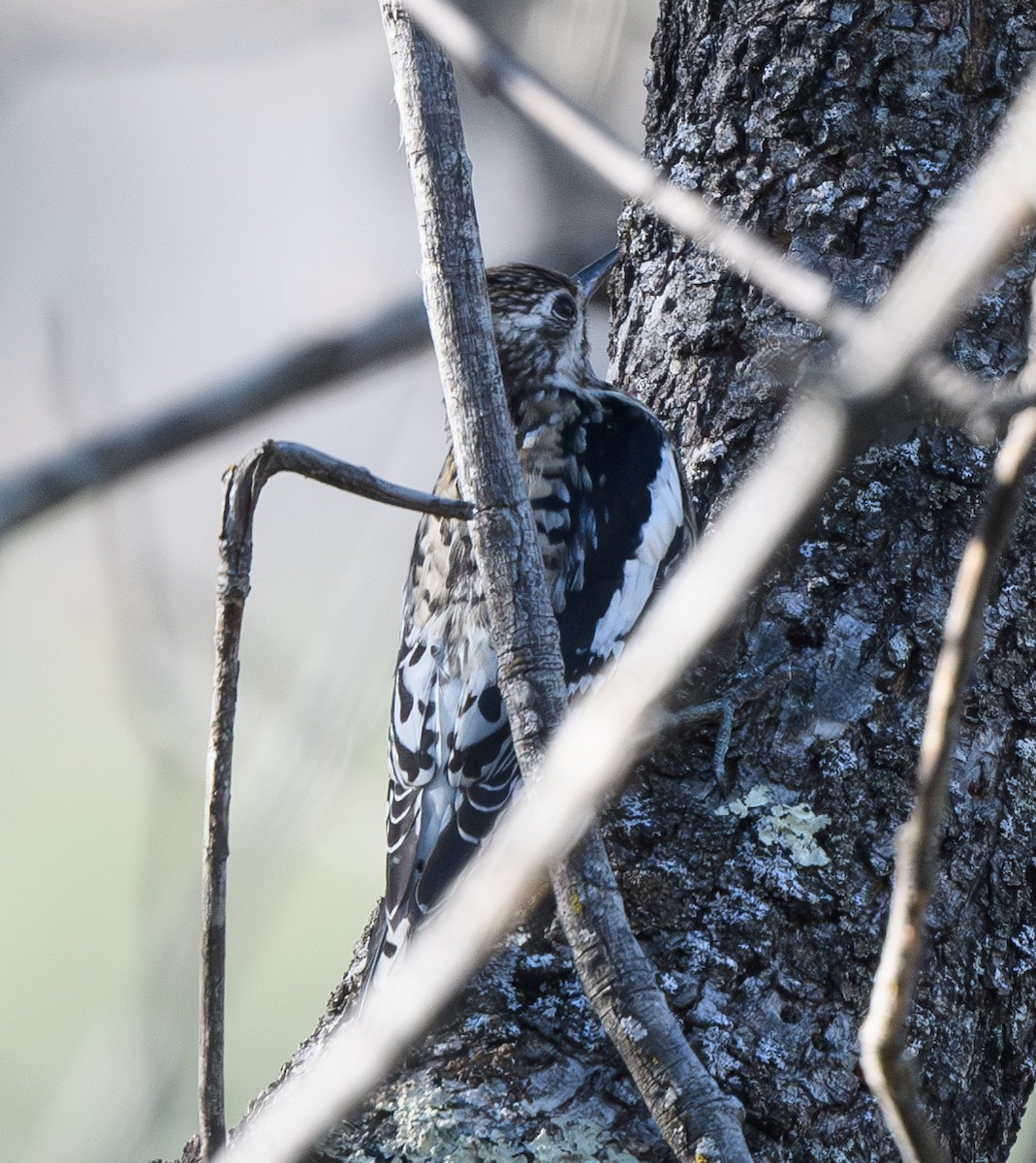 Yellow-bellied Sapsucker - ML628835798