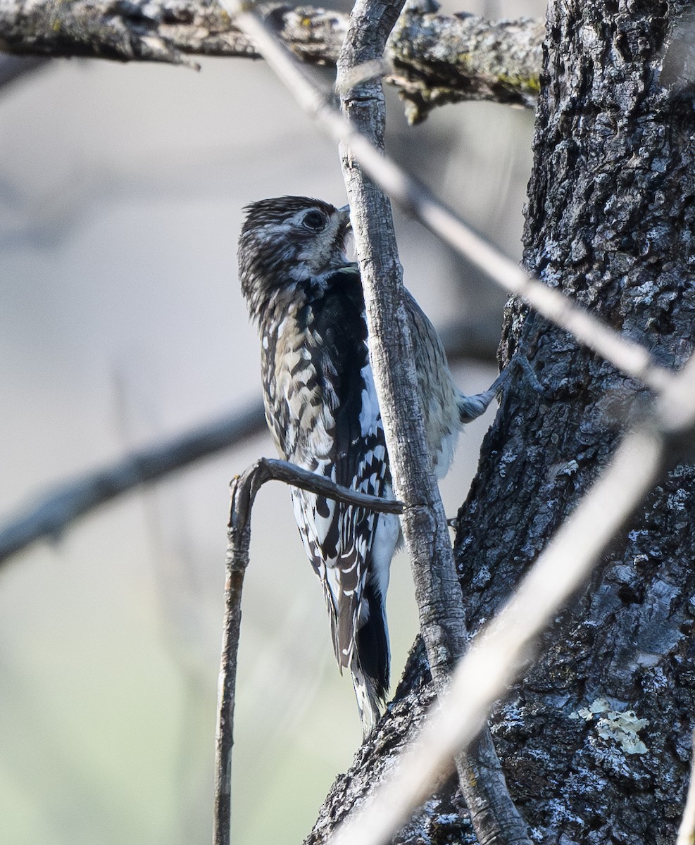 Yellow-bellied Sapsucker - ML628835802