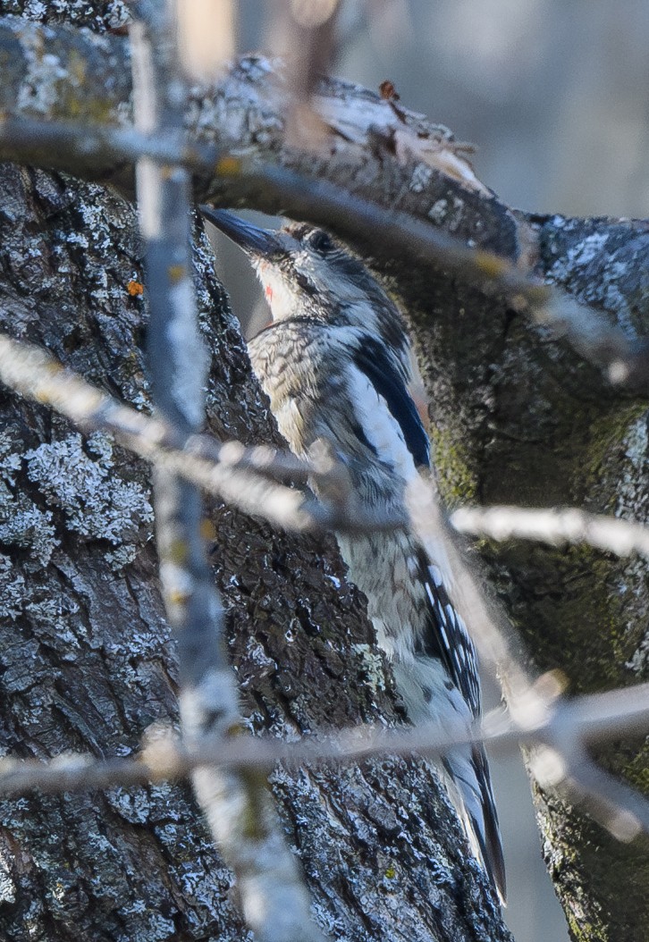 Yellow-bellied Sapsucker - ML628835809