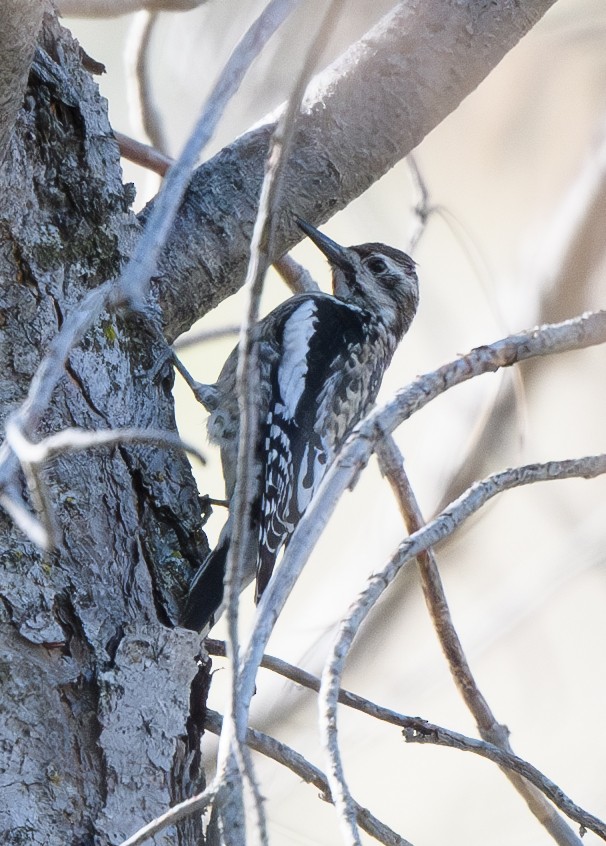 Yellow-bellied Sapsucker - ML628835818