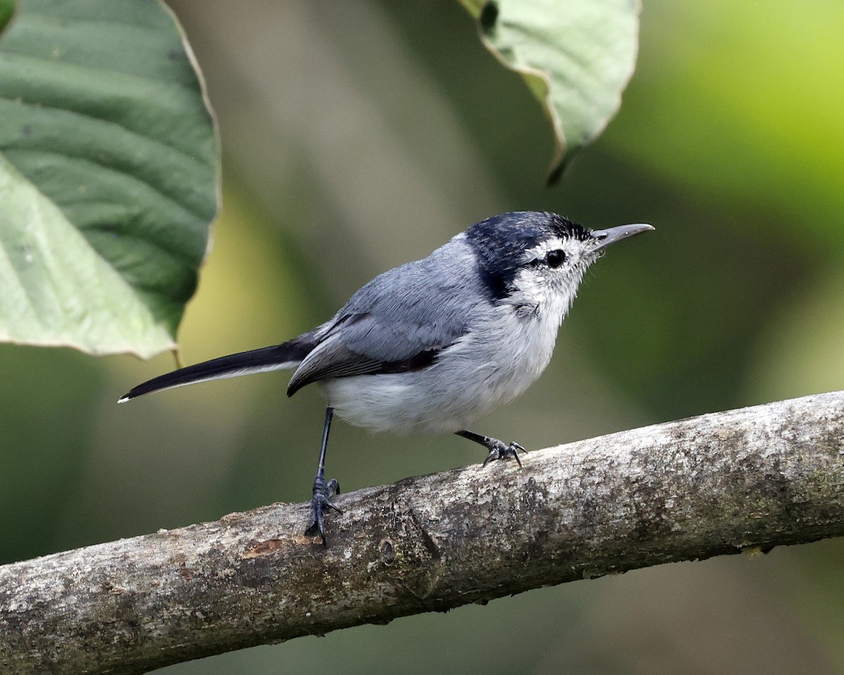 White-browed Gnatcatcher - ML628835836