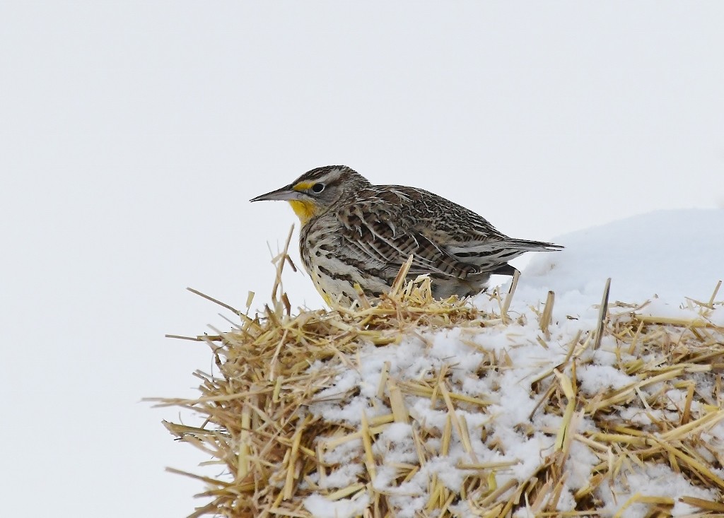 Western Meadowlark - ML628835863