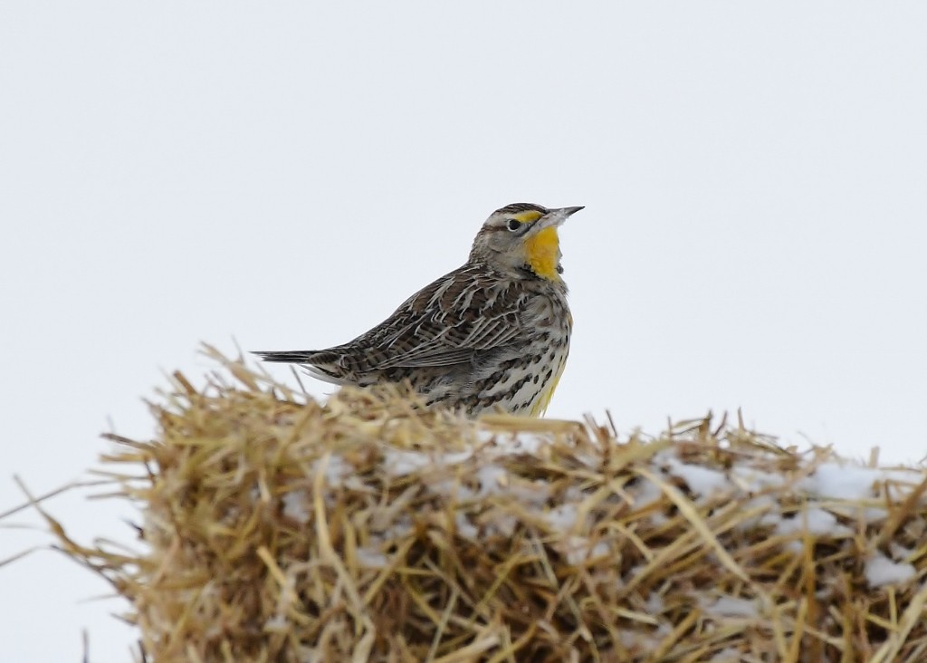 Western Meadowlark - ML628835864