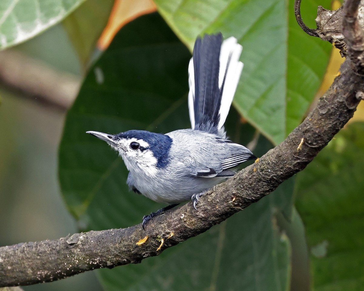 White-browed Gnatcatcher - ML628835917