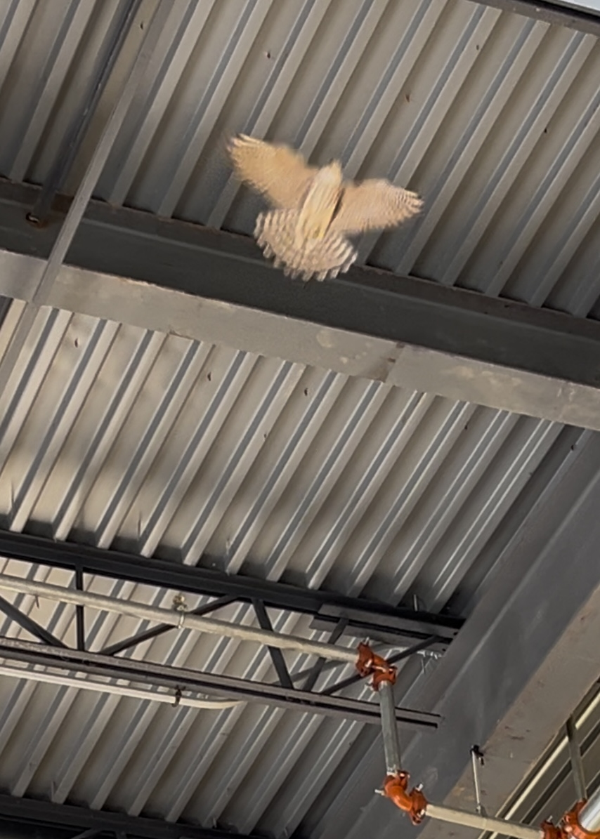 Merlin - ML628836146