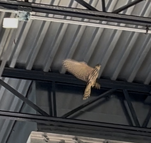 Merlin - ML628836152