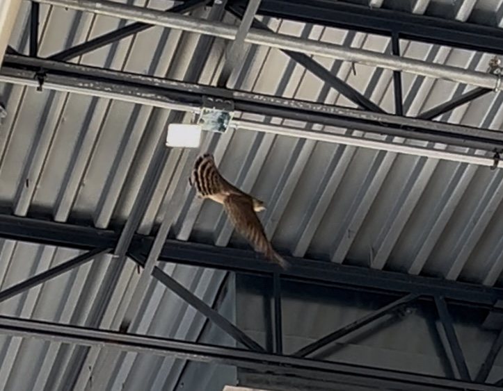 Merlin - ML628836175