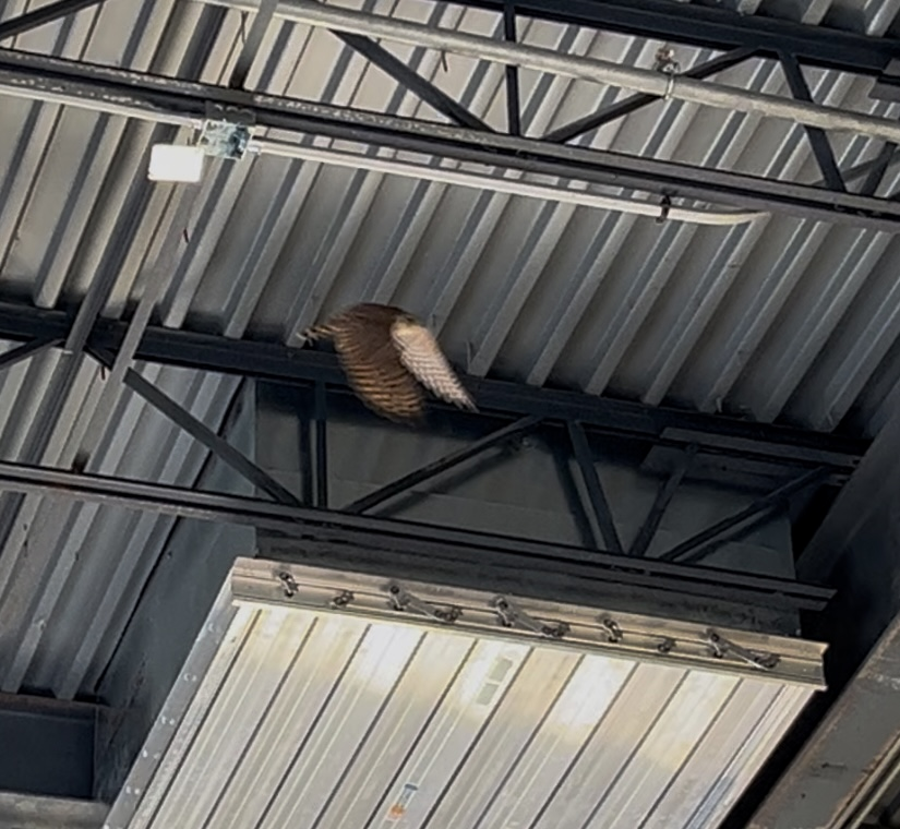 Merlin - ML628836190