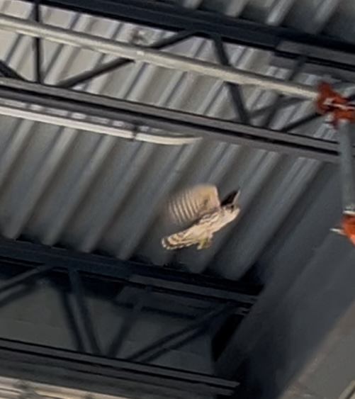 Merlin - ML628836272