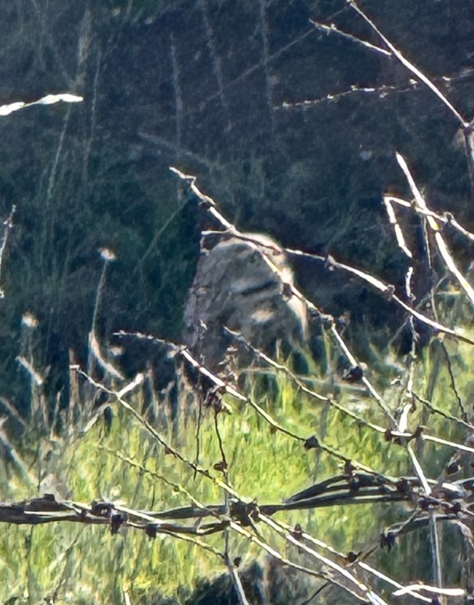 Burrowing Owl - ML628836403