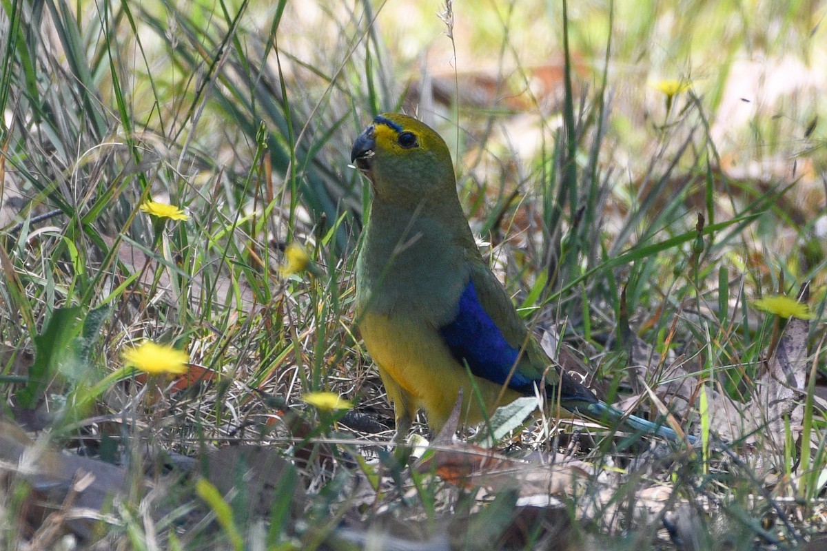Blue-winged Parrot - ML628836428