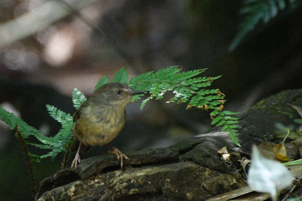 White-browed Scrubwren - ML628836437