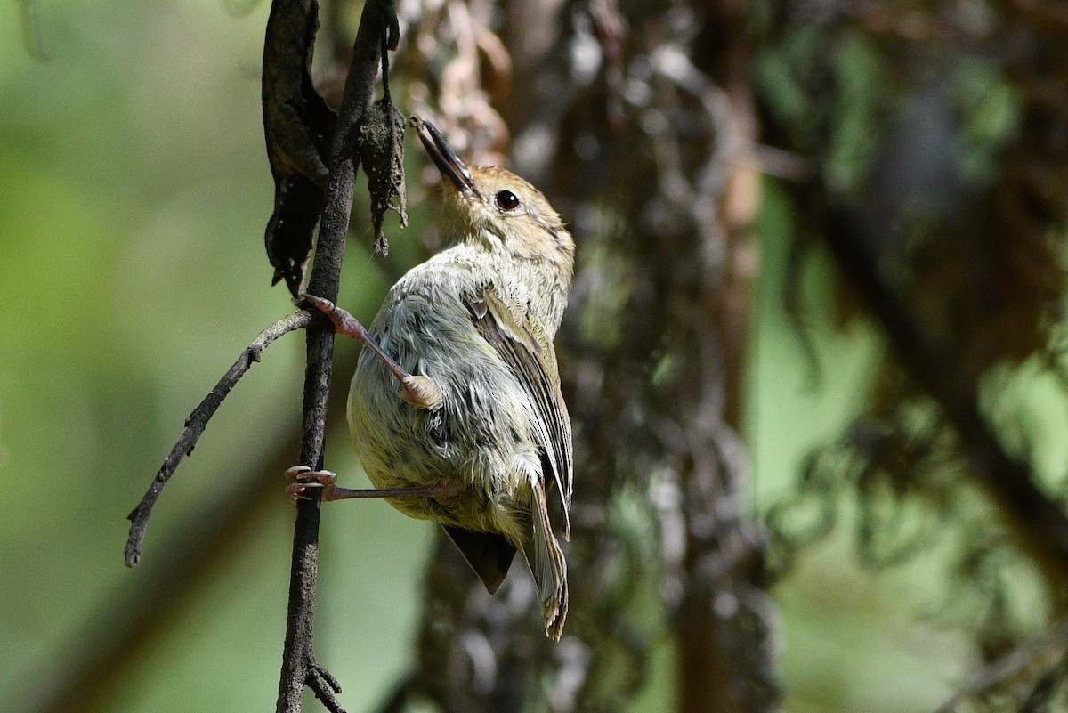 Large-billed Scrubwren - ML628836466