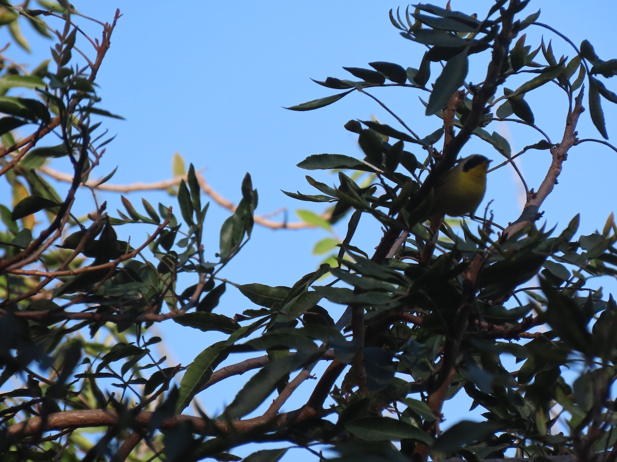 Common Yellowthroat - ML628836467