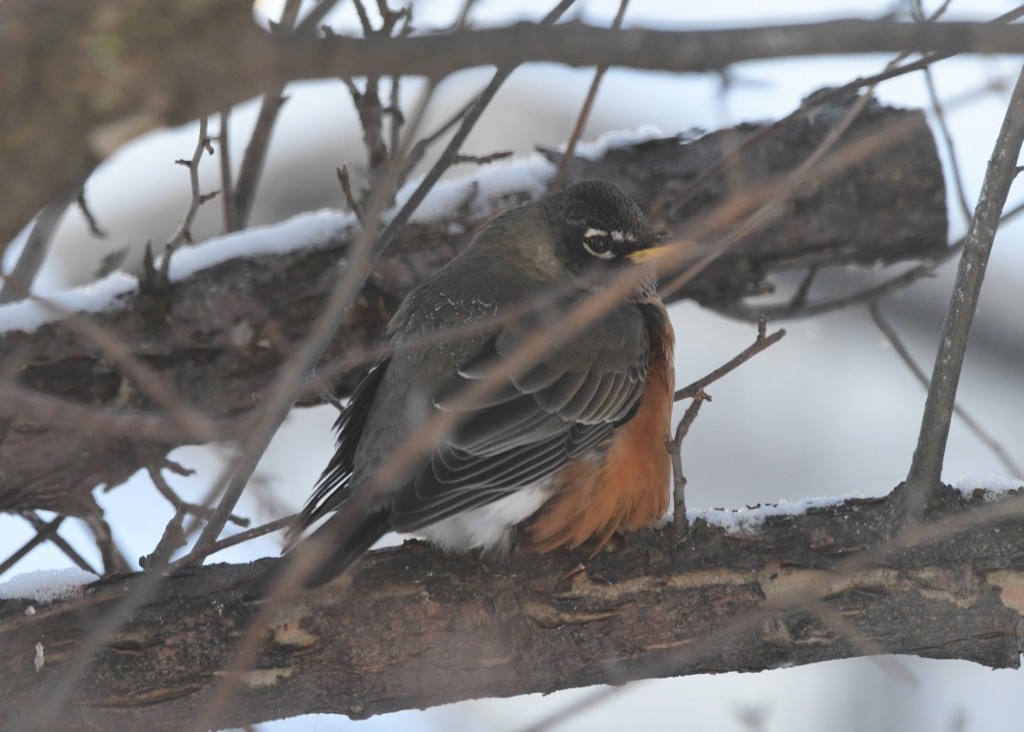 American Robin - ML628836479