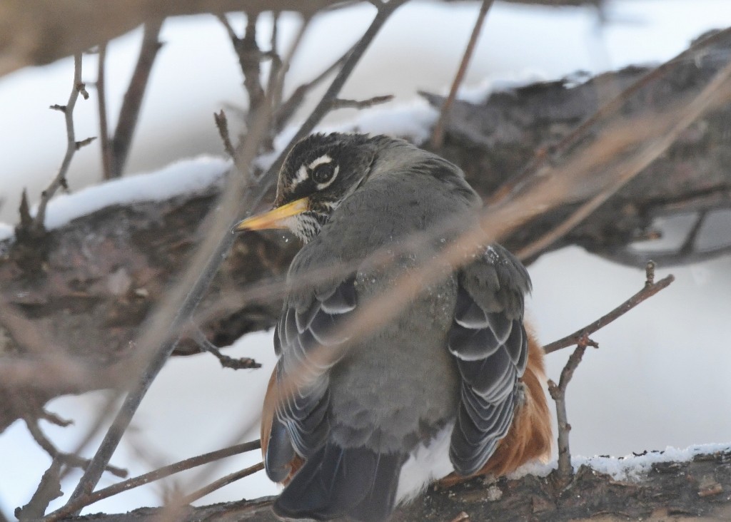 American Robin - ML628836480
