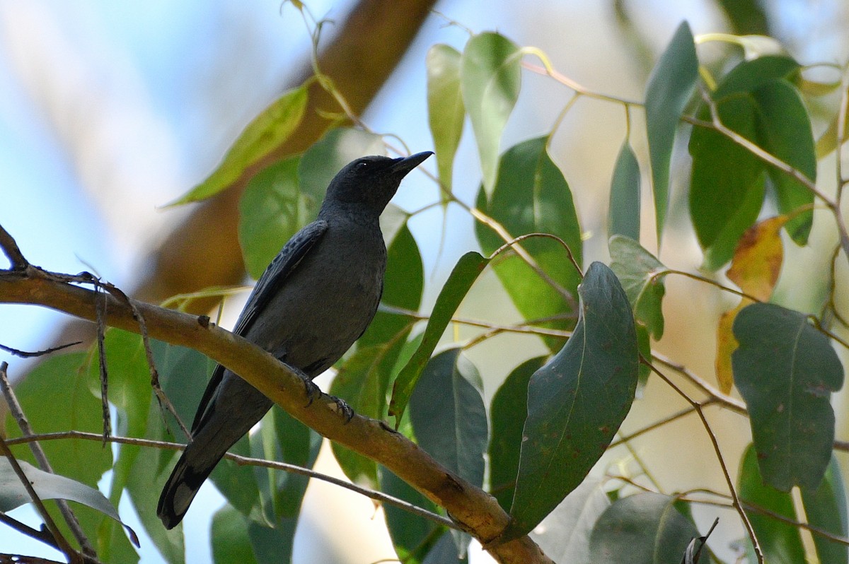 Sahul Cicadabird - ML628836488