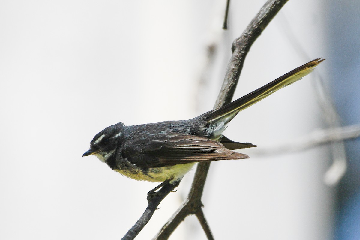 Gray Fantail - ML628836527