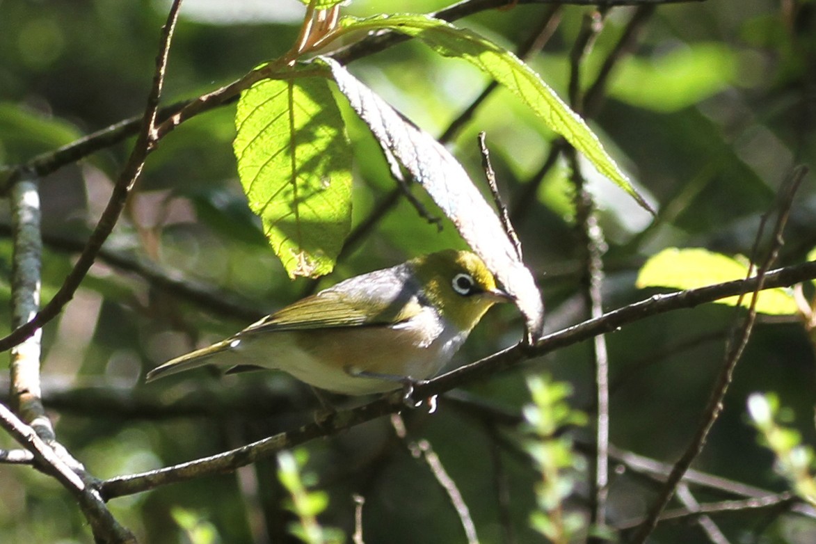 Silvereye - ML628836537