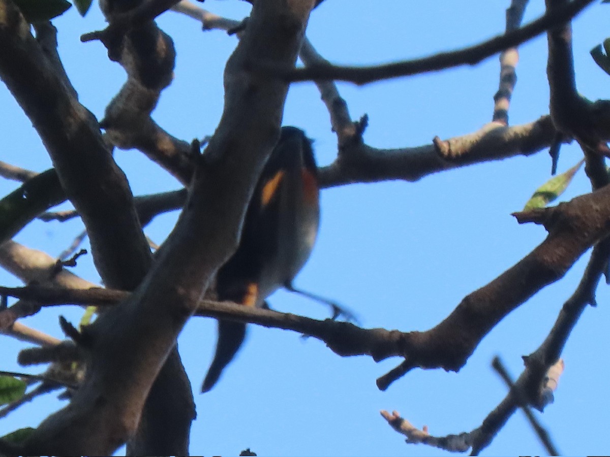 American Redstart - ML628836766