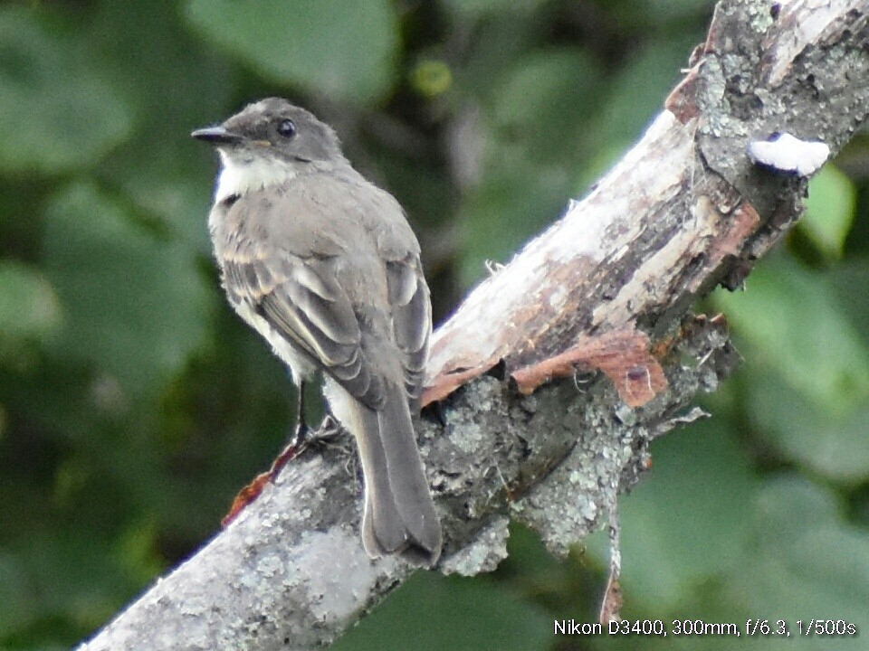 Eastern Wood-Pewee - ML62883681