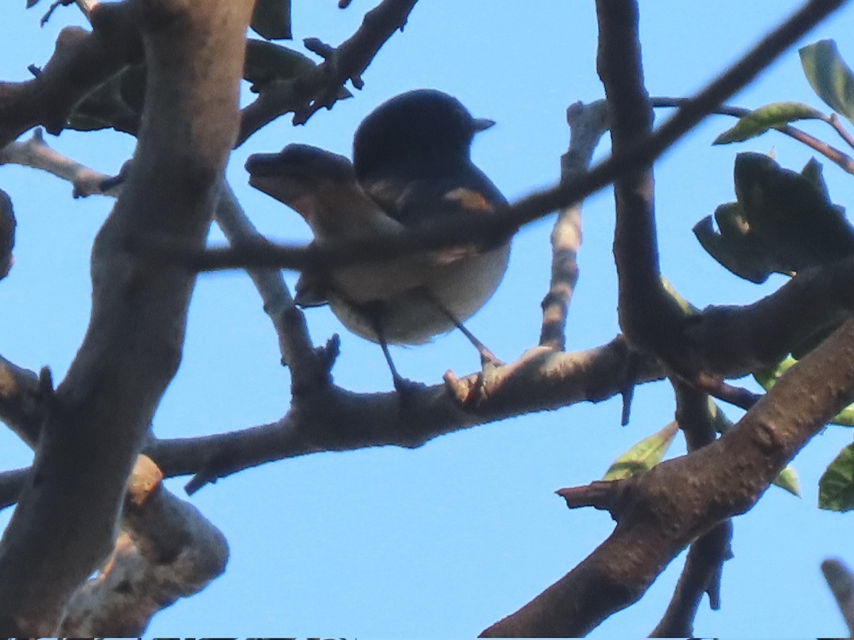 American Redstart - ML628836844