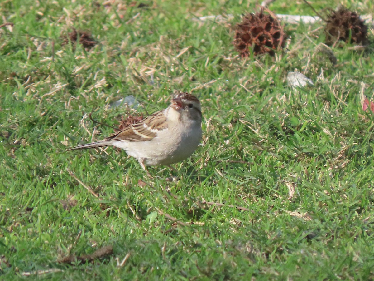 Chipping Sparrow - ML628836905