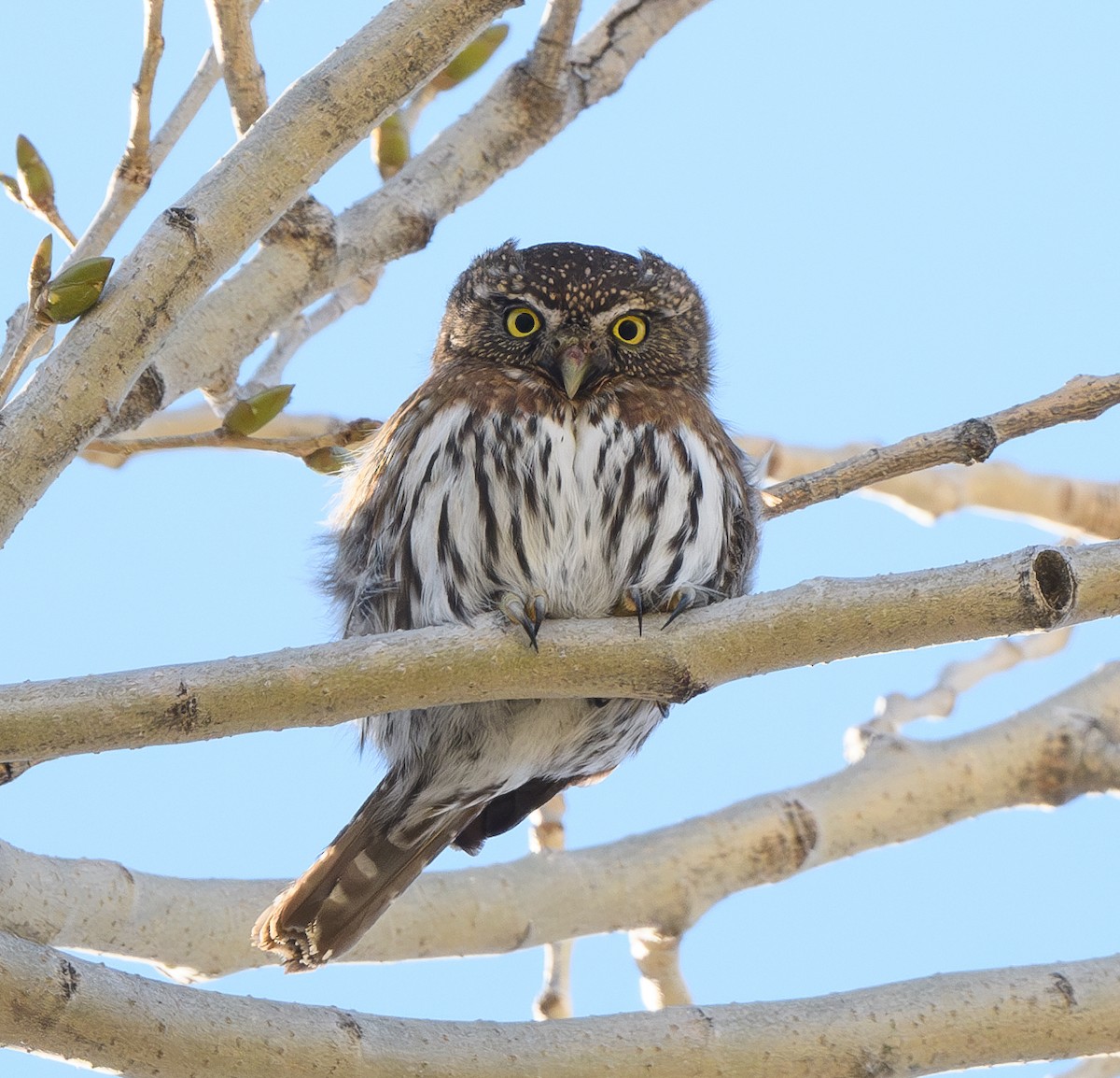 Northern Pygmy-Owl - ML628836985