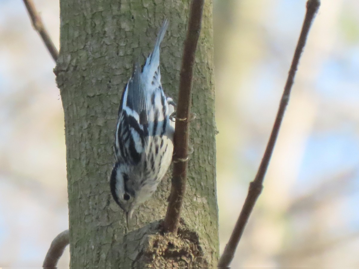 Black-and-white Warbler - ML628837004