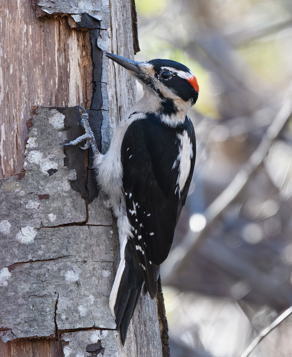 Hairy Woodpecker - ML628837033