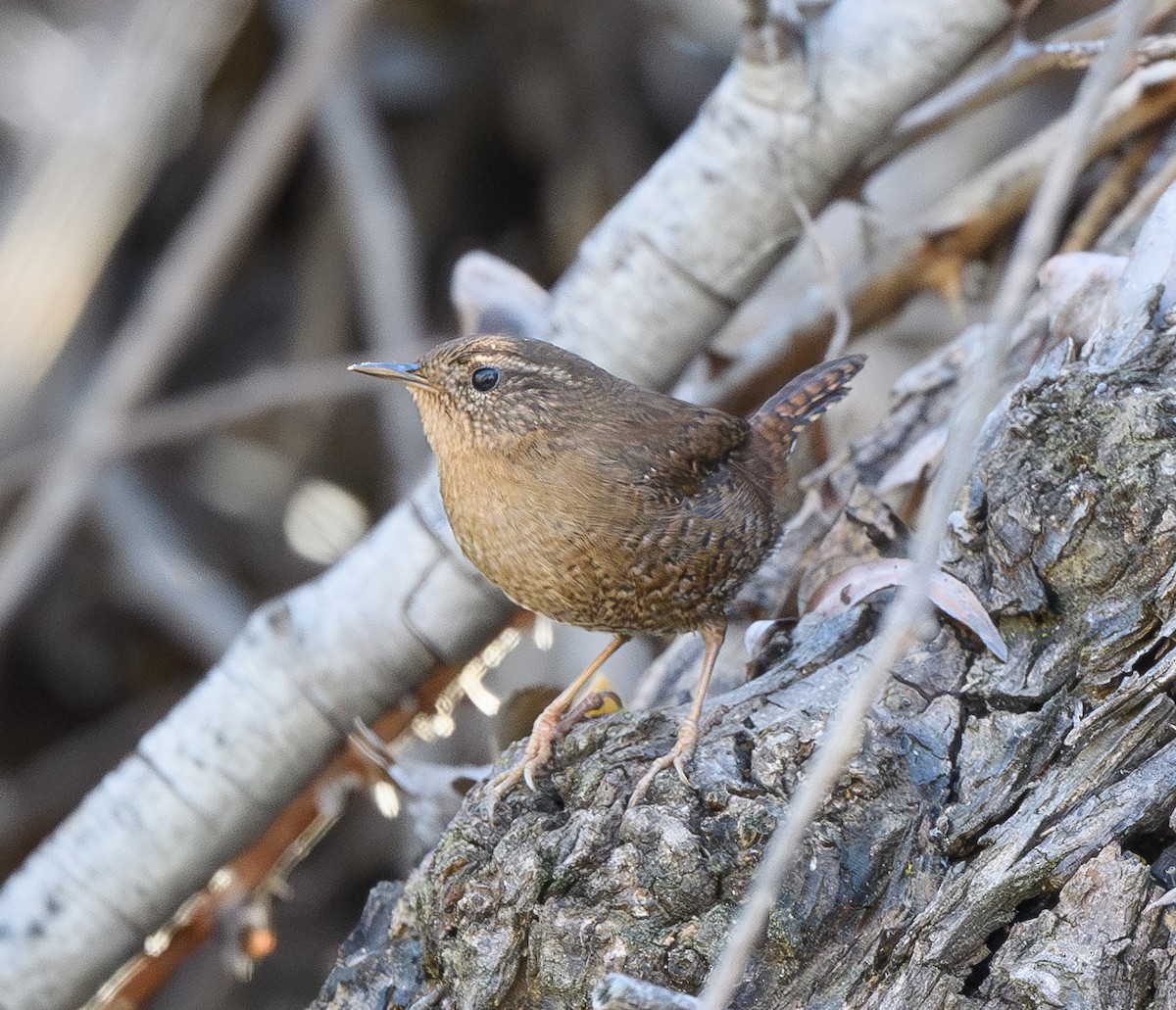 Pacific Wren - ML628837128