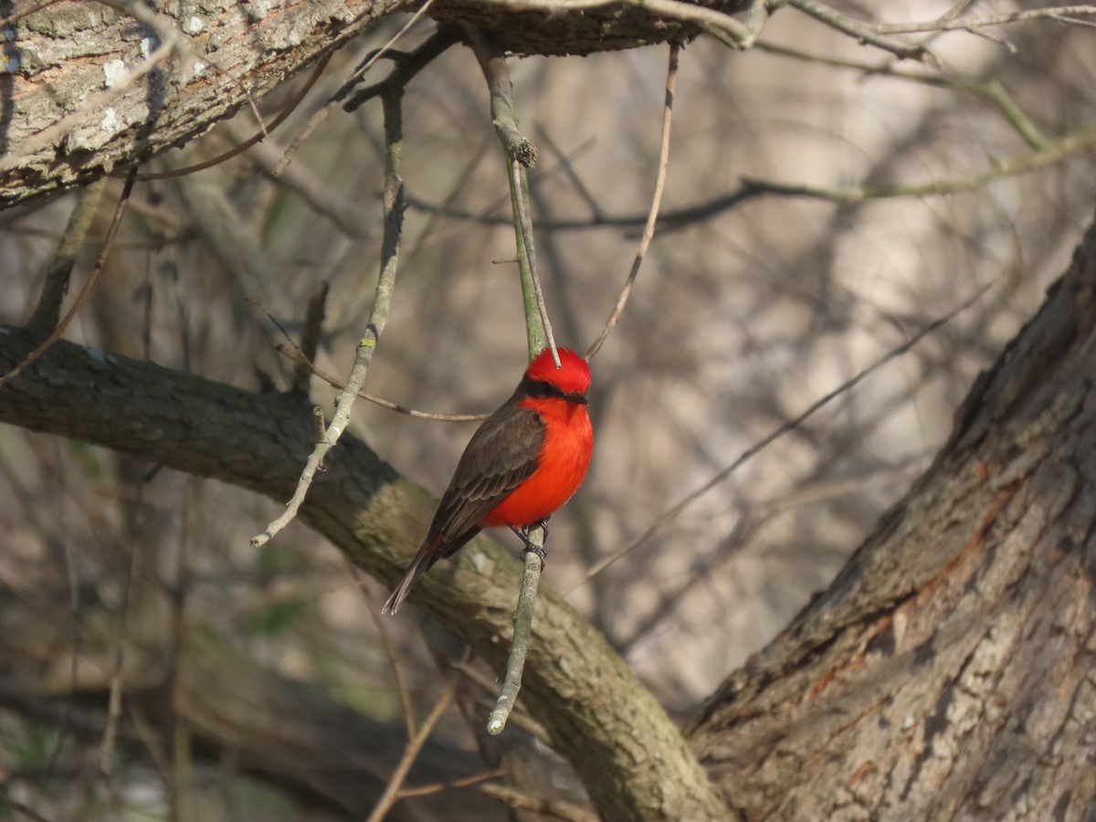 Vermilion Flycatcher - ML628837173