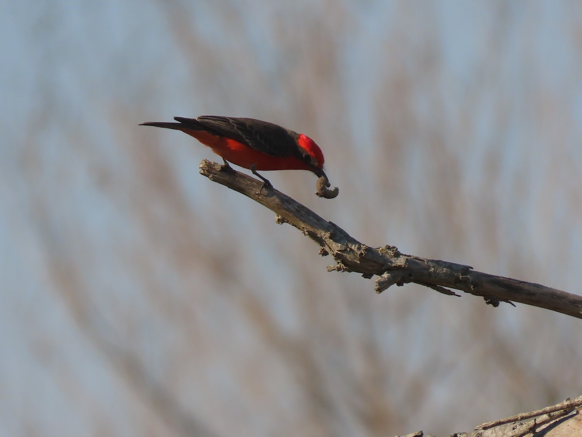 Vermilion Flycatcher - ML628837207