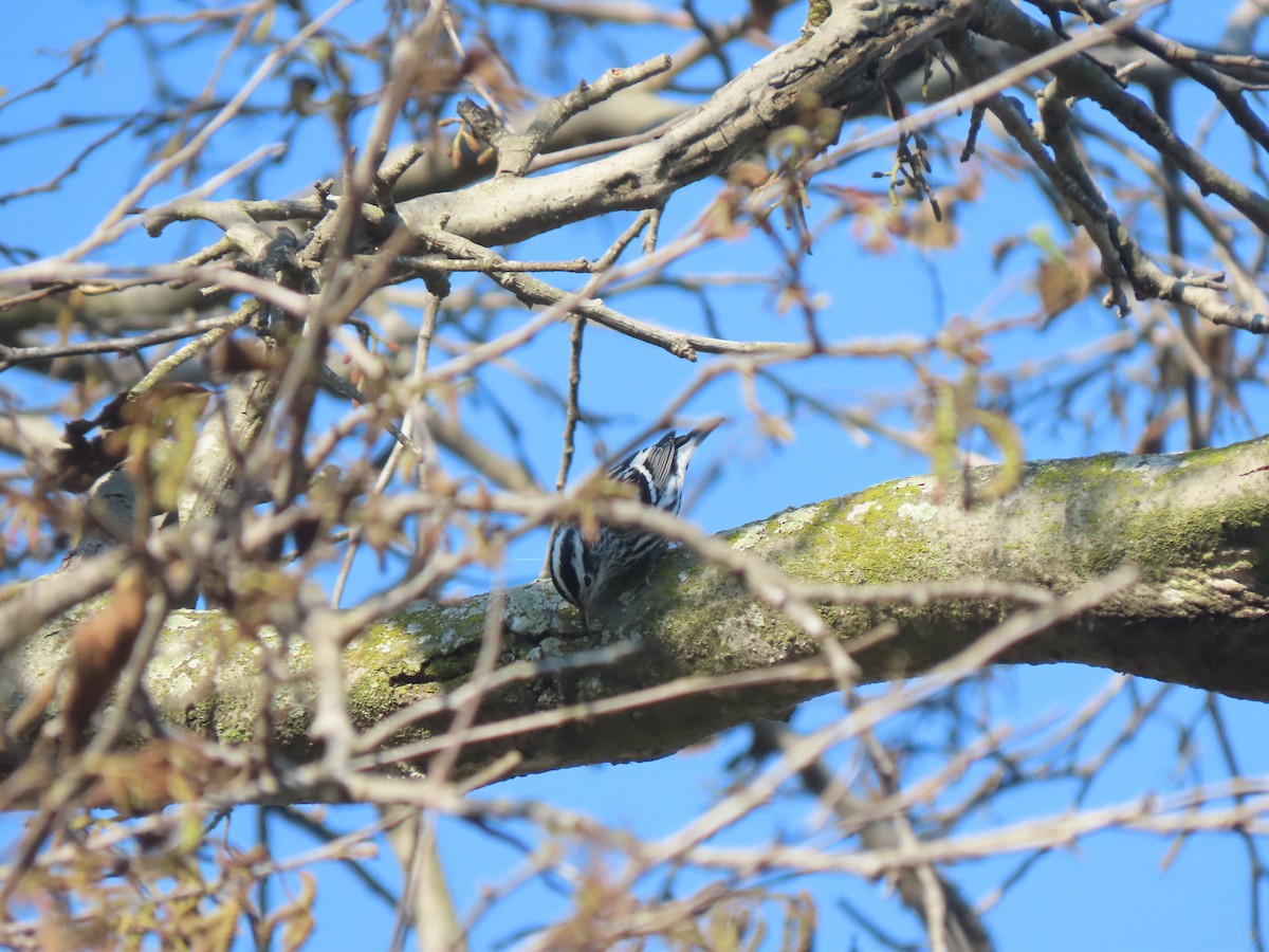 Black-and-white Warbler - ML628837261